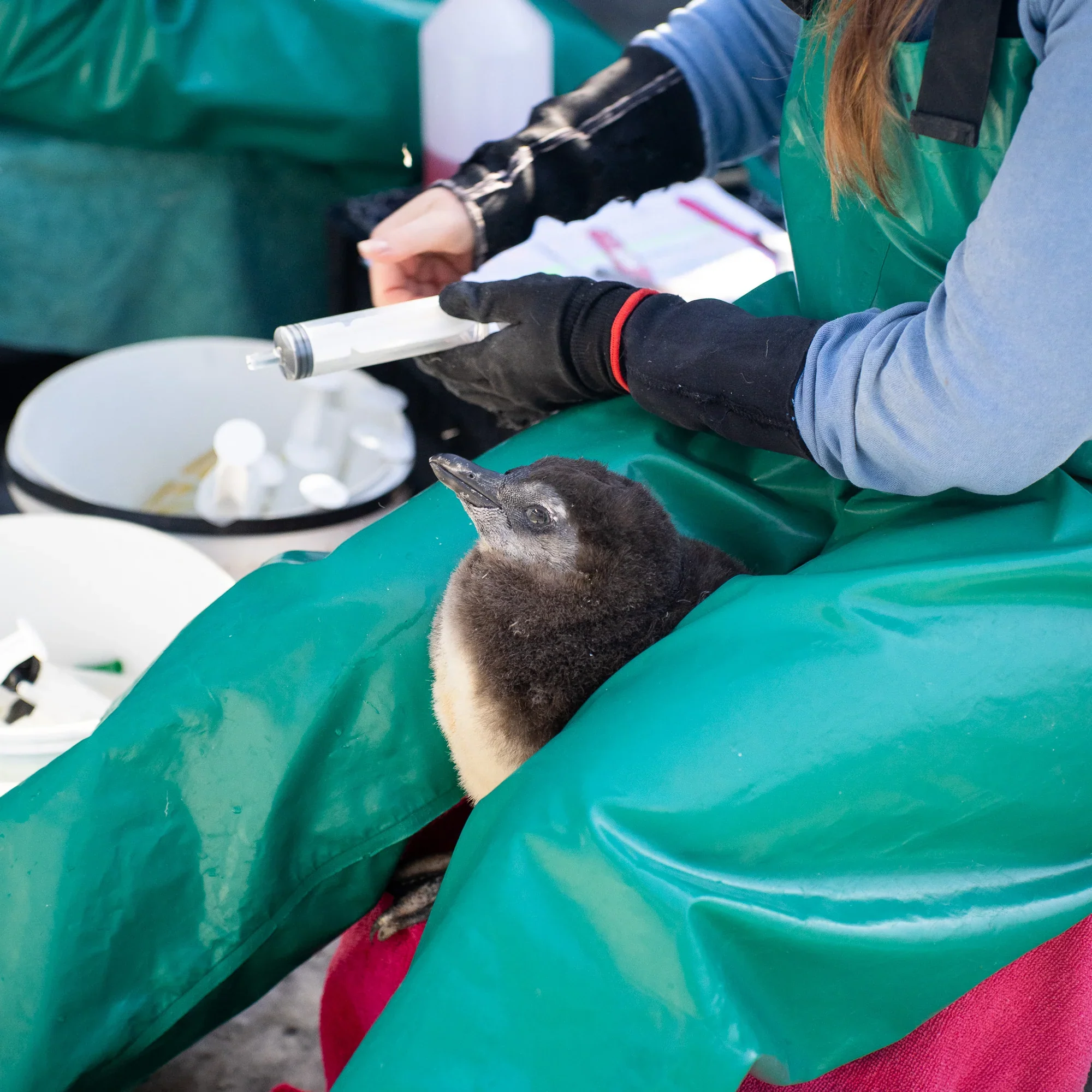 Save the Penguins Active Crew Socks - Image 5